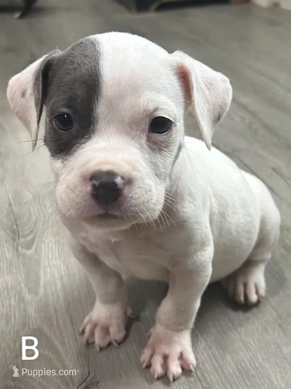 🐂 Bull's-eye 🎯 – American Bulldog, American Bully puppy for sale in Ovilla, TX