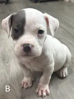 🐂 Bull's-eye 🎯, a male American Bulldog and American Bully for sale in Ovilla, TX – 1 of 1