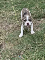 🌐 Atlas 🐾, a male American Bulldog and American Bully for sale in Ovilla, TX – 3 of 3