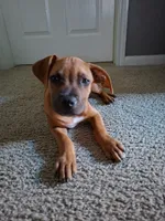 😢 Cry Baby 👶🏼, a female American Pit Bull Terrier for sale in Ovilla, TX – 2 of 3