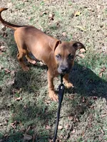 🦴 Crybaby 😭, a female American Pit Bull Terrier for sale in Ovilla, TX – 5 of 5