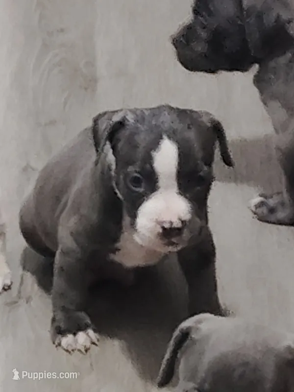 🩵 Blue Ivy 🐶 – American Bully, American Pit Bull Terrier puppy for sale in Ovilla, TX