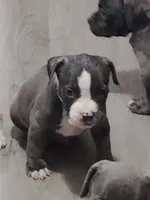 🩵 Blue Ivy 🐶, a female American Bully and American Pit Bull Terrier for sale in Ovilla, TX – 1 of 4