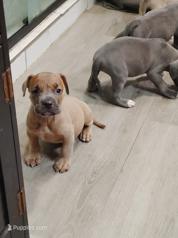🐶 Sandman 🐕 – American Bully, American Pit Bull Terrier puppy for sale in Ovilla, TX