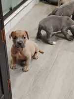 🐶 Sandman 🐕, a male American Bully and American Pit Bull Terrier for sale in Ovilla, TX – 1 of 1