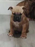 🐾  Cherokee Bull 🐂, a male American Bully and American Pit Bull Terrier for sale in Ovilla, TX – Photo 1 of 3