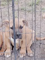 🐾  Cherokee 🐦‍🔥, a male American Pit Bull Terrier for sale in Ovilla, TX – Photo 3 of 4