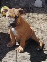 🐾  Cherokee 🐦‍🔥, a male American Pit Bull Terrier for sale in Ovilla, TX – Photo 2 of 4