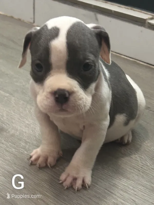🍑 Peaches 🐶 – American Bulldog, American Bully puppy for sale in Ovilla, TX