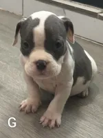 🍑 Peaches 🐶, a female American Bulldog and American Bully for sale in Ovilla, TX – 1 of 2