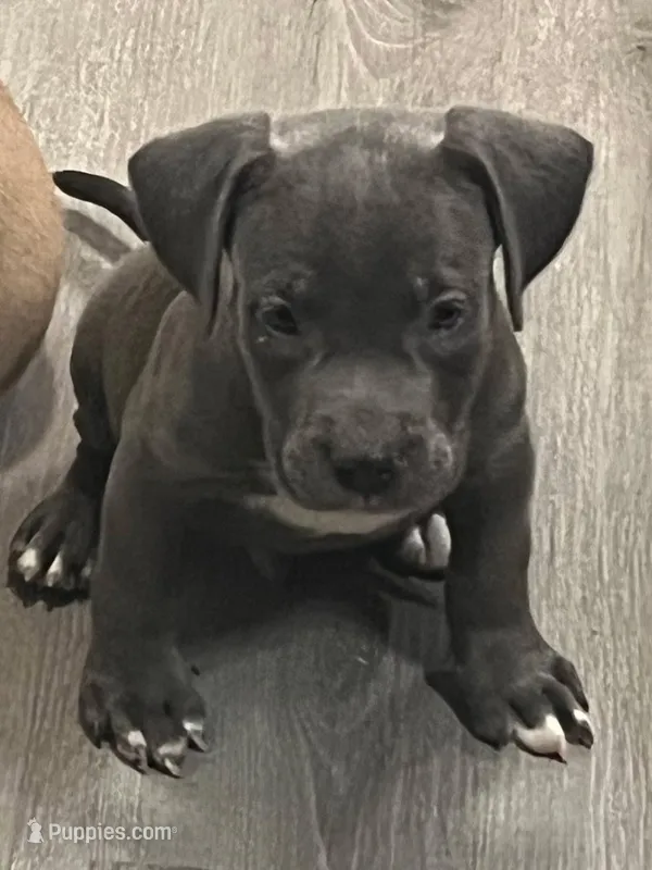 🧊 Iceman 🥶 – American Bully, American Pit Bull Terrier puppy for sale in Ovilla, TX