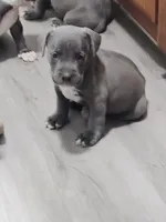 🐾 Duke of Earl 🧭, a male American Bully and American Pit Bull Terrier for sale in Ovilla, TX – 2 of 3