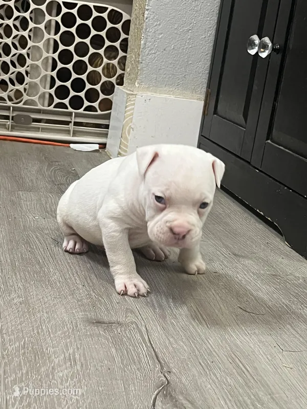 Blanco Bonez  – American Bully puppy for sale in Ovilla, TX