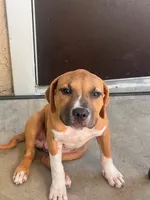 🐶 Hartly ❤️, a female American Pit Bull Terrier for sale in Ovilla, TX – 3 of 5
