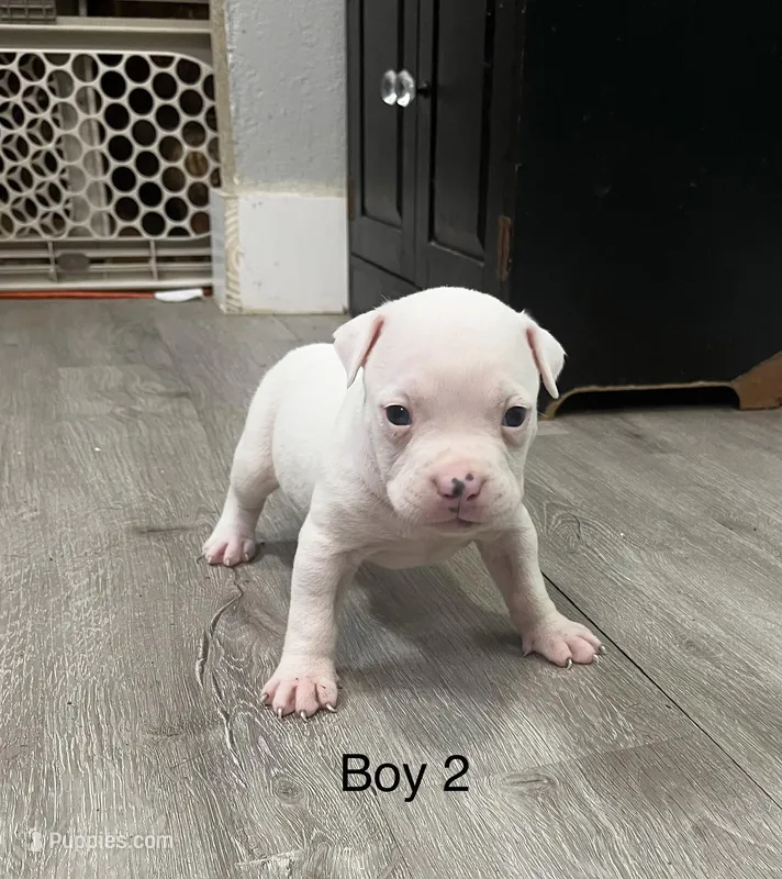 🐾 Snow ❄️ – American Bully, American Pit Bull Terrier puppy for sale in Ovilla, TX