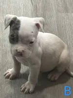 🐶 Popeye ⚓, a male American Bulldog and American Bully for sale in Ovilla, TX – 2 of 2