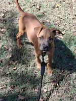 🦴 Crybaby 😭, a female American Pit Bull Terrier for sale in Ovilla, TX – 4 of 5
