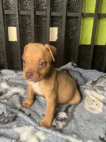 🧁 Cupcake 🐶, a female American Bully and American Pit Bull Terrier for sale in Ovilla, TX – 2 of 2