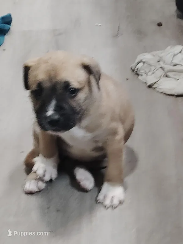 🐾 Gahmorah 🧟‍♀️ – American Pit Bull Terrier puppy for sale in Ovilla, TX