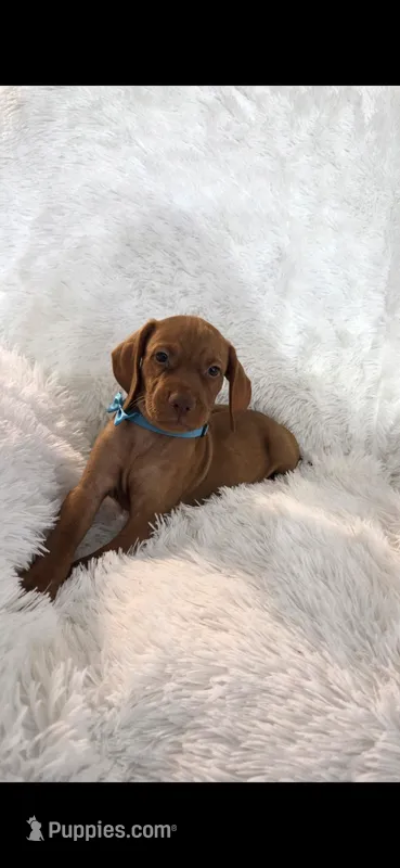 Little Harley – Vizsla puppy for sale in Roanoke, VA