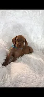 Little Harley, a male Vizsla for sale in Roanoke, VA – 6 of 9