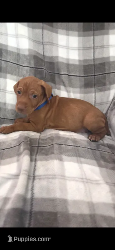 Male #3 – Vizsla puppy for sale in Roanoke, VA