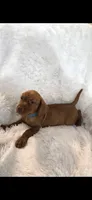 Little Harley, a male Vizsla for sale in Roanoke, VA – 8 of 9