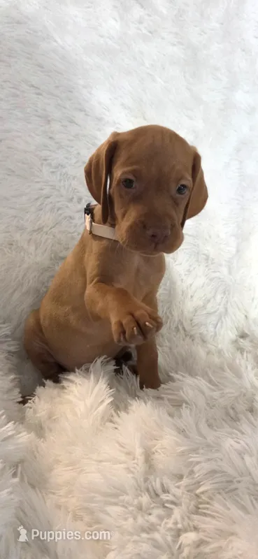 Cream collar girl – Vizsla puppy for sale in Roanoke, VA
