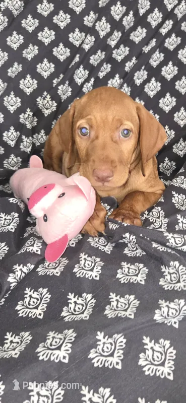Female #1 – Vizsla puppy for sale in Roanoke, VA