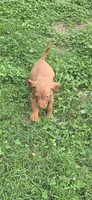 Male , a male Vizsla for sale in Roanoke, VA – 5 of 8