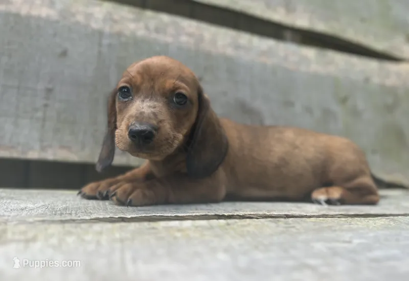 Blaze – Miniature Dachshund puppy for sale in Roanoke, VA