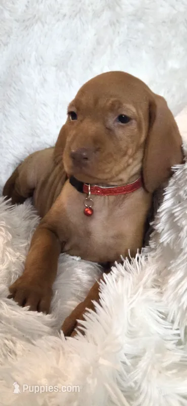 Female #1 – Vizsla puppy for sale in Roanoke, VA