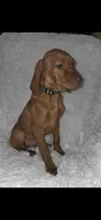 Female #2, a female Vizsla for sale in Roanoke, VA – 4 of 9