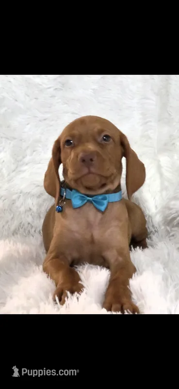 Little Harley – Vizsla puppy for sale in Roanoke, VA