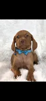 Little Harley, a male Vizsla for sale in Roanoke, VA – 1 of 9