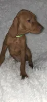 Male #1, a male Vizsla for sale in Roanoke, VA – 6 of 9