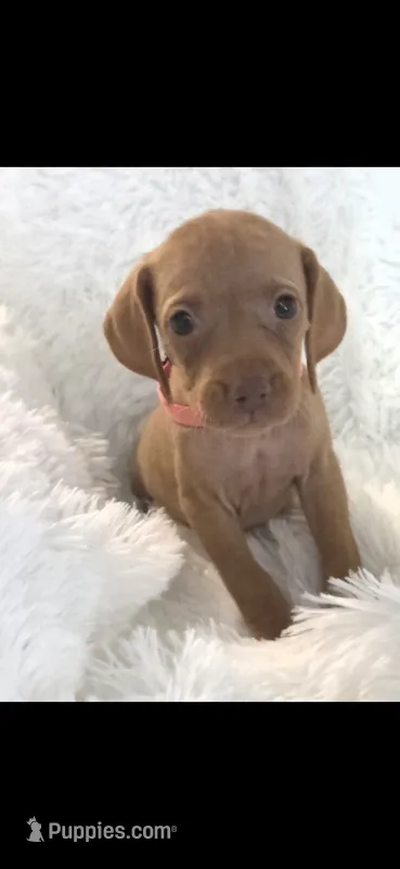 Sweet pea  – Vizsla puppy for sale in Roanoke, VA