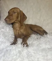 Little Ruby, a female Vizsla for sale in Roanoke, VA – 10 of 10