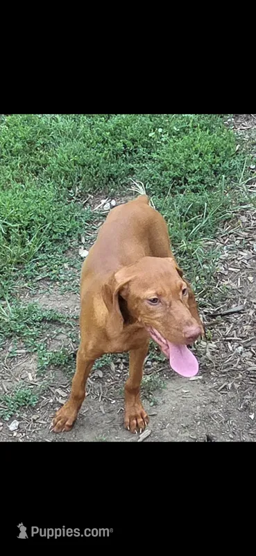Female #1 – Vizsla puppy for sale in Roanoke, VA