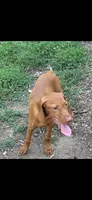 Female #1, a female Vizsla for sale in Roanoke, VA – 4 of 5