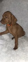 Orange collar , a female Vizsla for sale in Roanoke, VA – 6 of 8