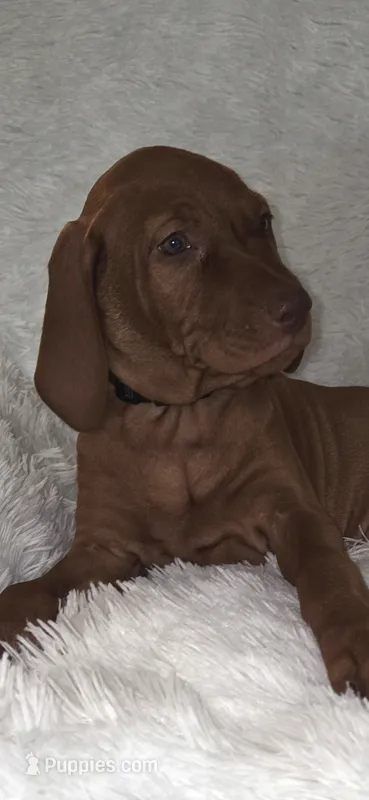Black collar  – Vizsla puppy for sale in Roanoke, VA