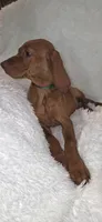 Female #2, a female Vizsla for sale in Roanoke, VA – 9 of 9