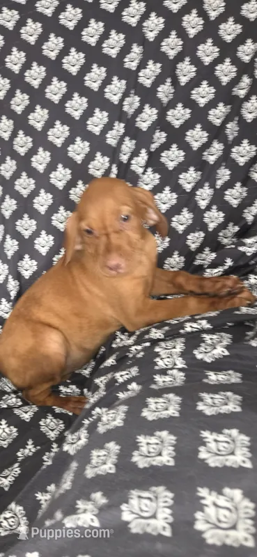 Female #2 – Vizsla puppy for sale in Roanoke, VA