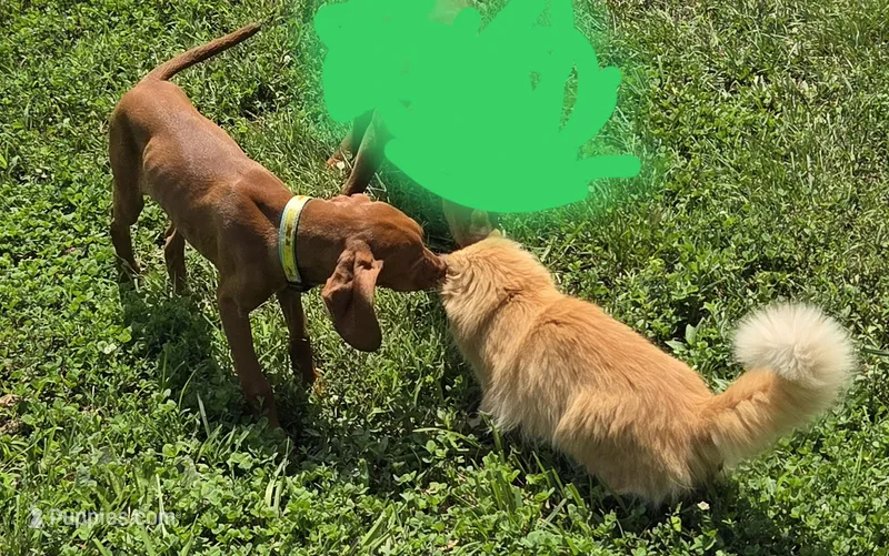 Female #1, a female Vizsla for sale in Roanoke, VA – 1 of 5