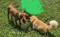 Female #1, a female Vizsla for sale in Roanoke, VA – 1 of 5