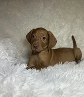 Max , a male Vizsla for sale in Roanoke, VA – 3 of 7
