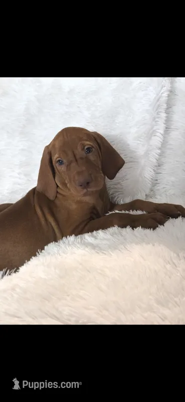 Black collar  – Vizsla puppy for sale in Roanoke, VA