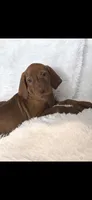 Black collar , a male Vizsla for sale in Roanoke, VA – 3 of 5