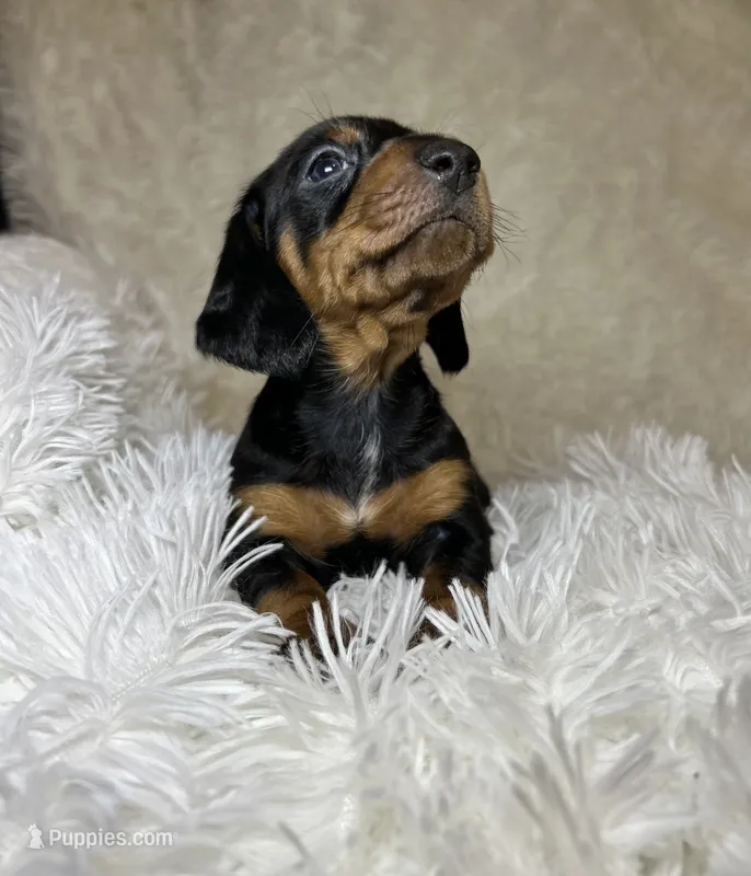 Little Bear – Miniature Dachshund puppy for sale in Roanoke, VA